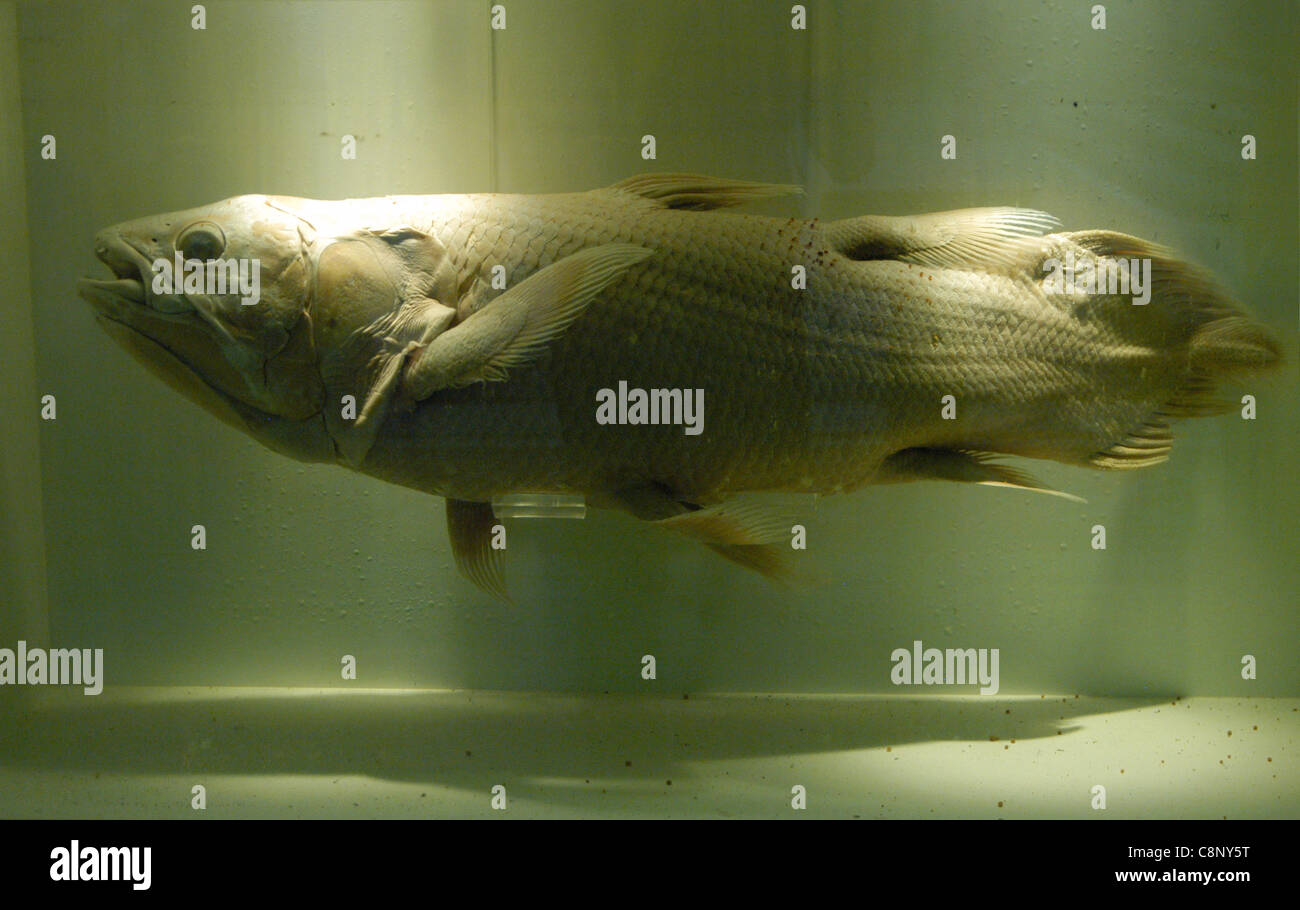 Coelacanth (Latimeria chalumnae) in the Natural History Museum in London, UK. Stock Photo