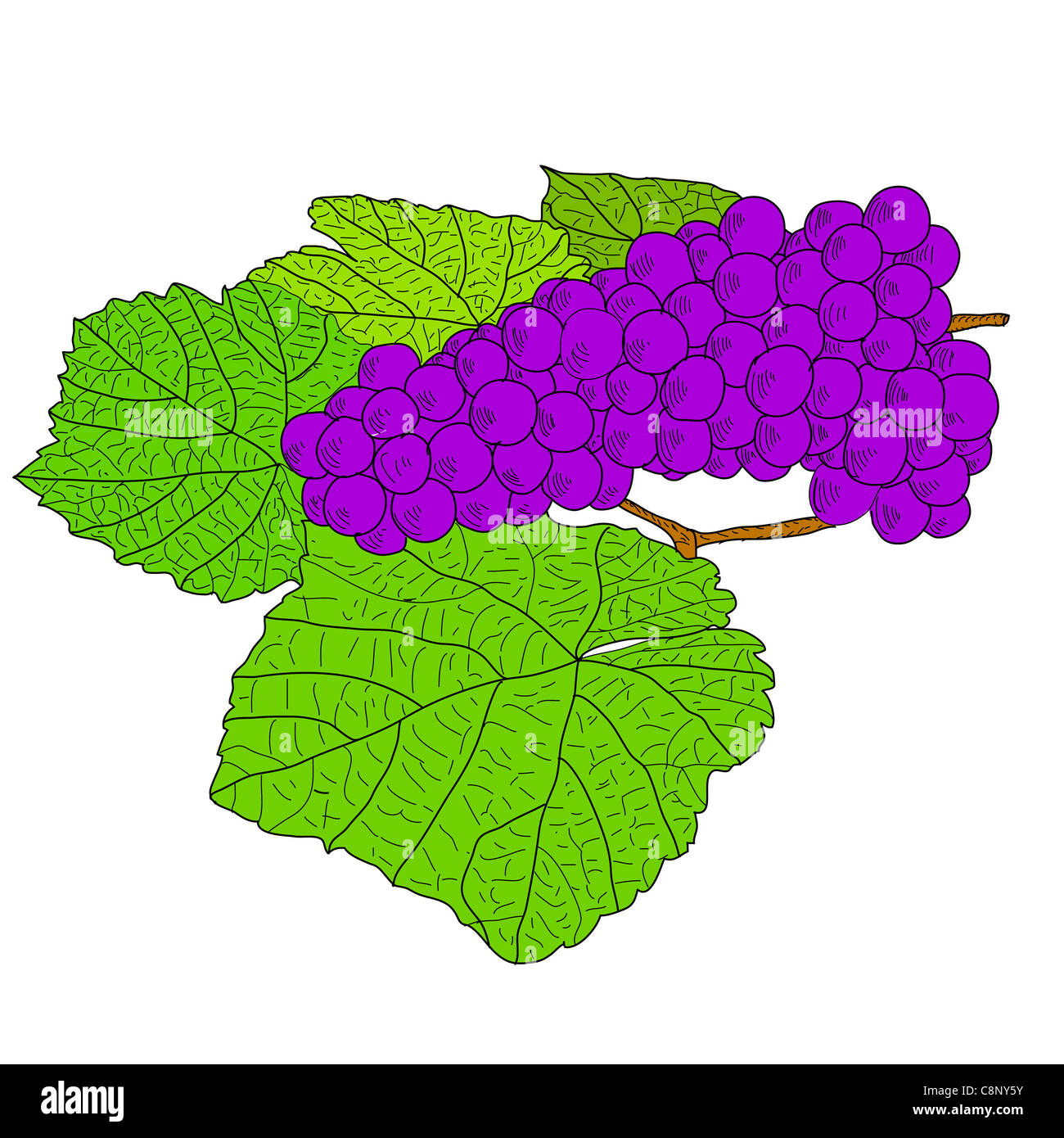 Abstract Grape Vector Abstract Grape with leafs (Vector Stock Photo - Alamy