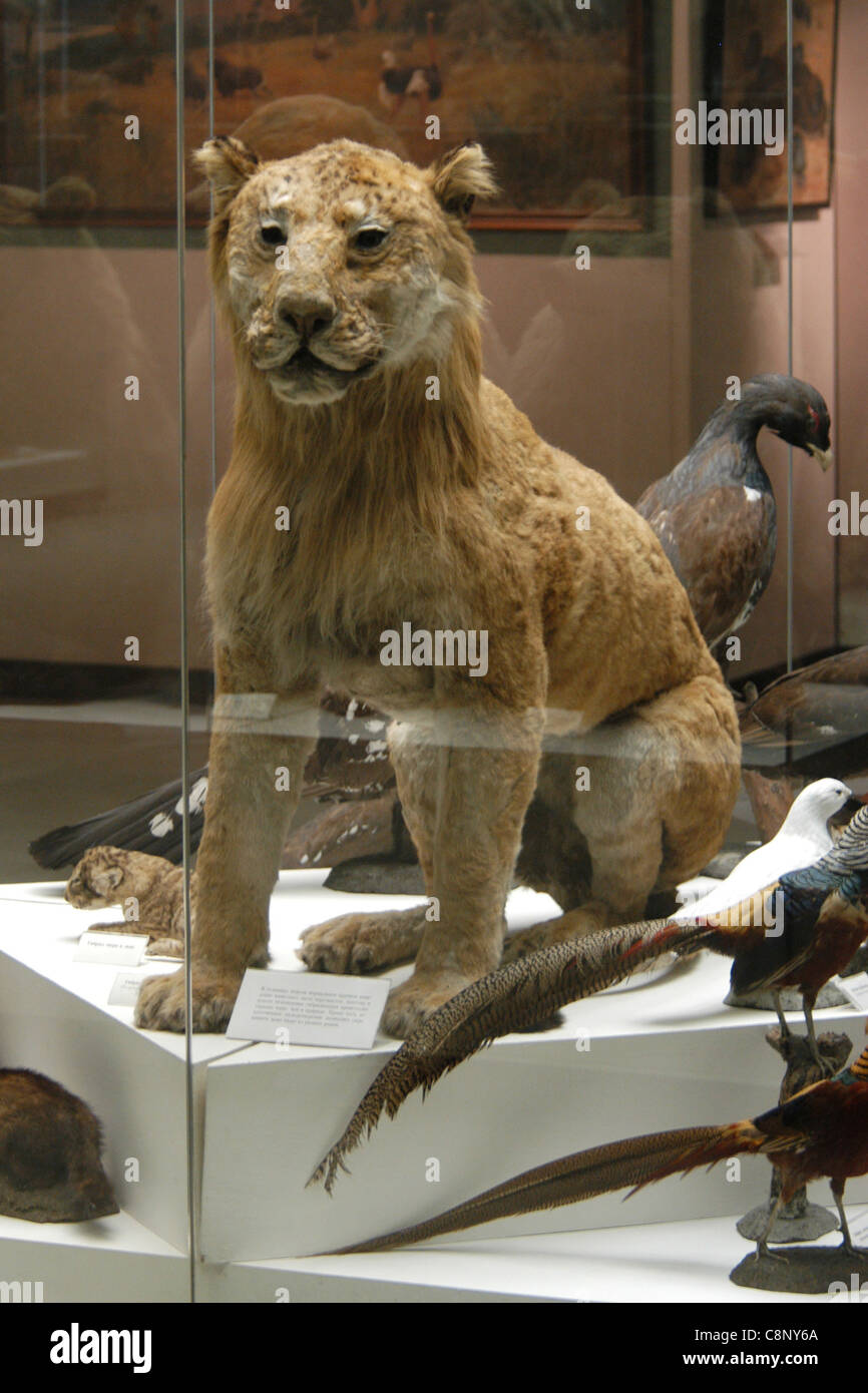 Stuffed tiglon seen at the State Darwin Museum in Moscow, Russia. Stock Photo