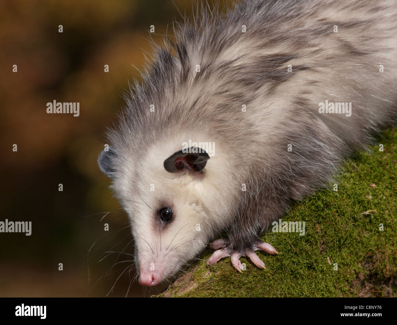 Opossum Nobody High Resolution Stock Photography And Images Alamy