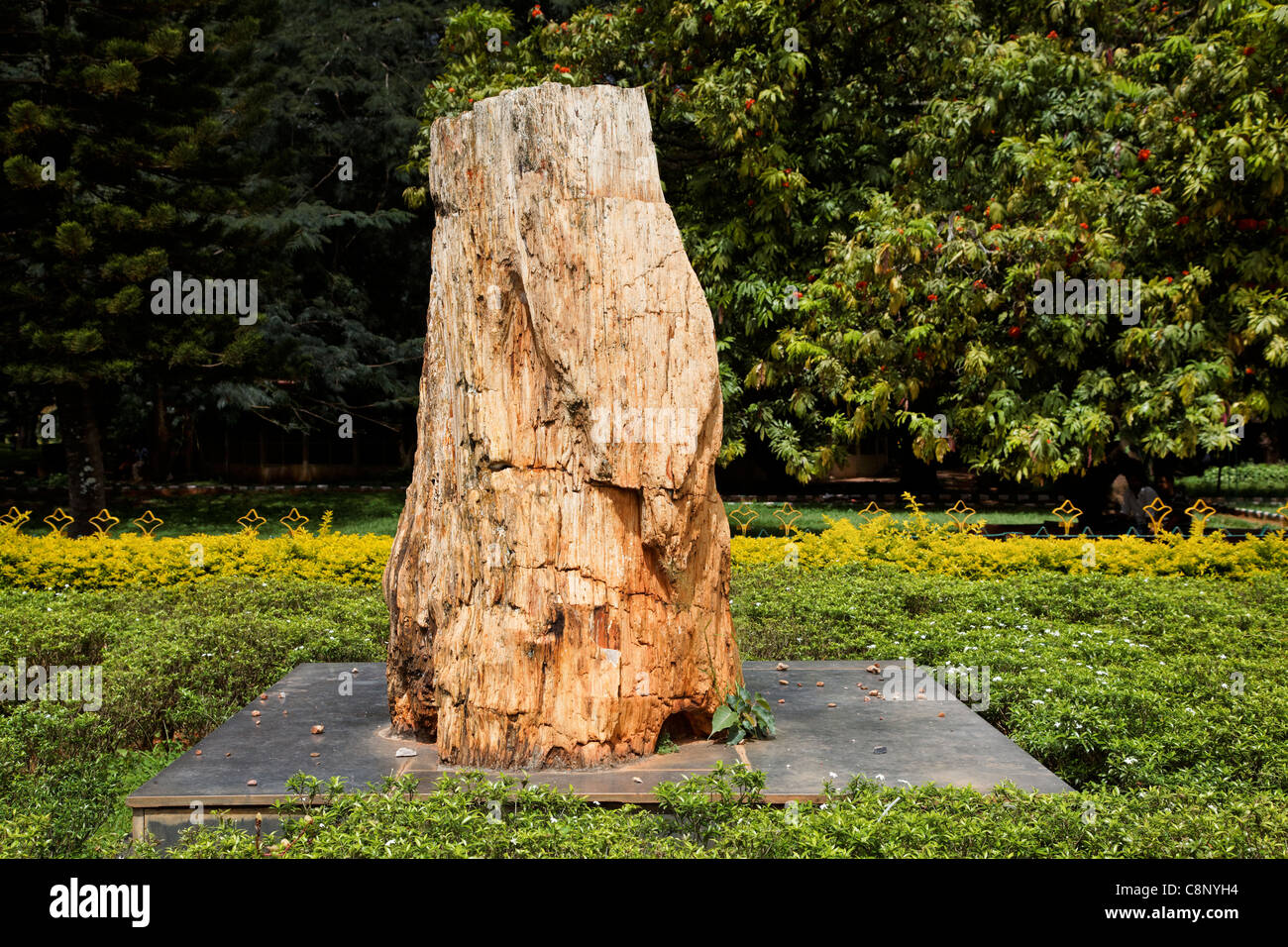 tree stump turned to stone over 20 million years of evolution Bangalore Botanical Gardens India displayed on a stone plinth Stock Photo