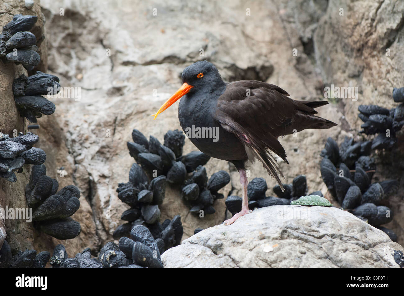 Oystercatcher family hires stock photography and images Alamy