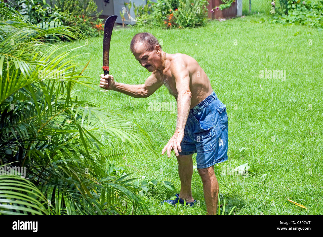 An active latino senior man uses a machete to clear field. His ethnicity is  Puerto Rican Stock Photo - Alamy