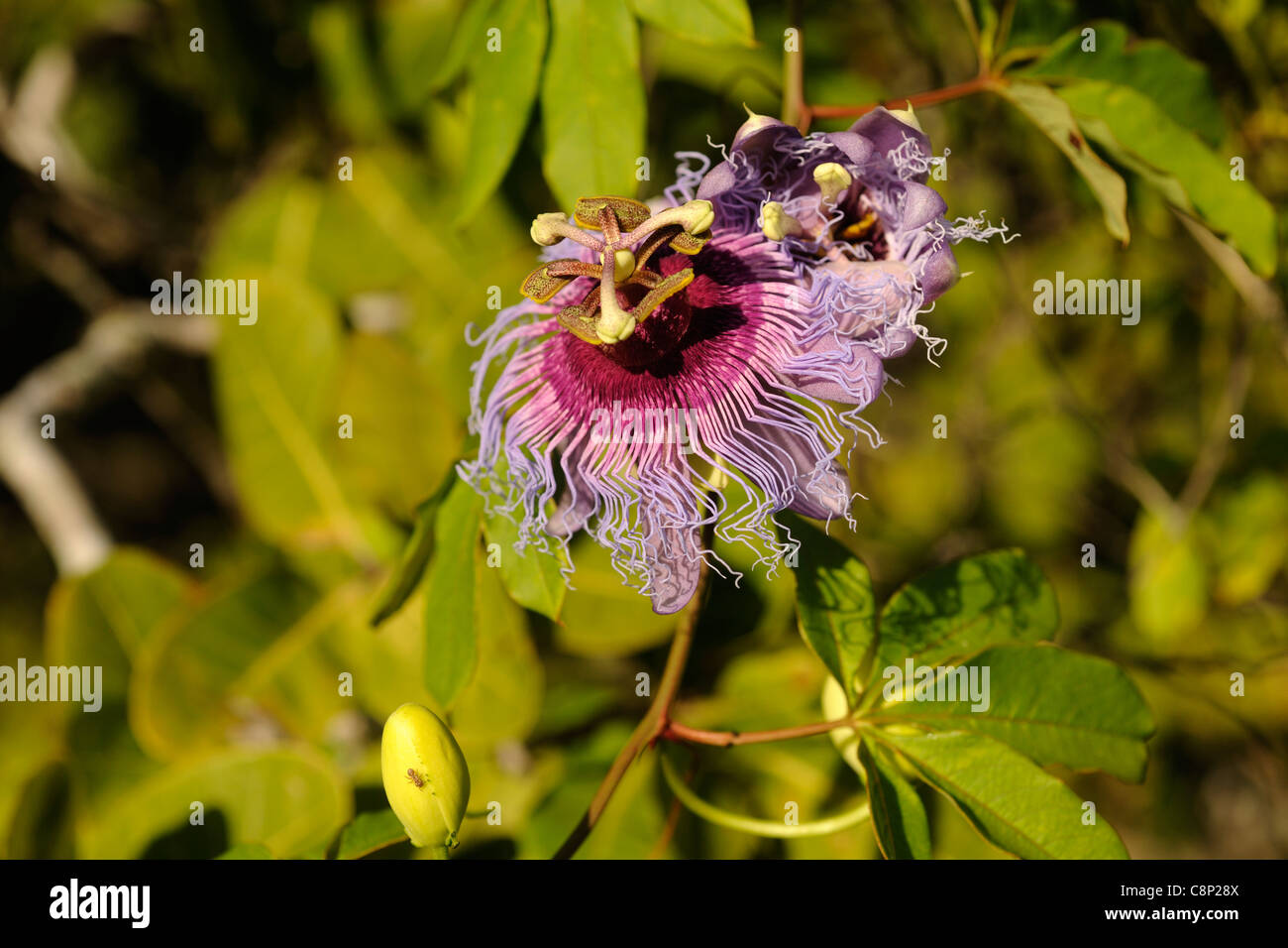 Passionflower on Passionfruit vine (Passiflora edulis) Stock Photo