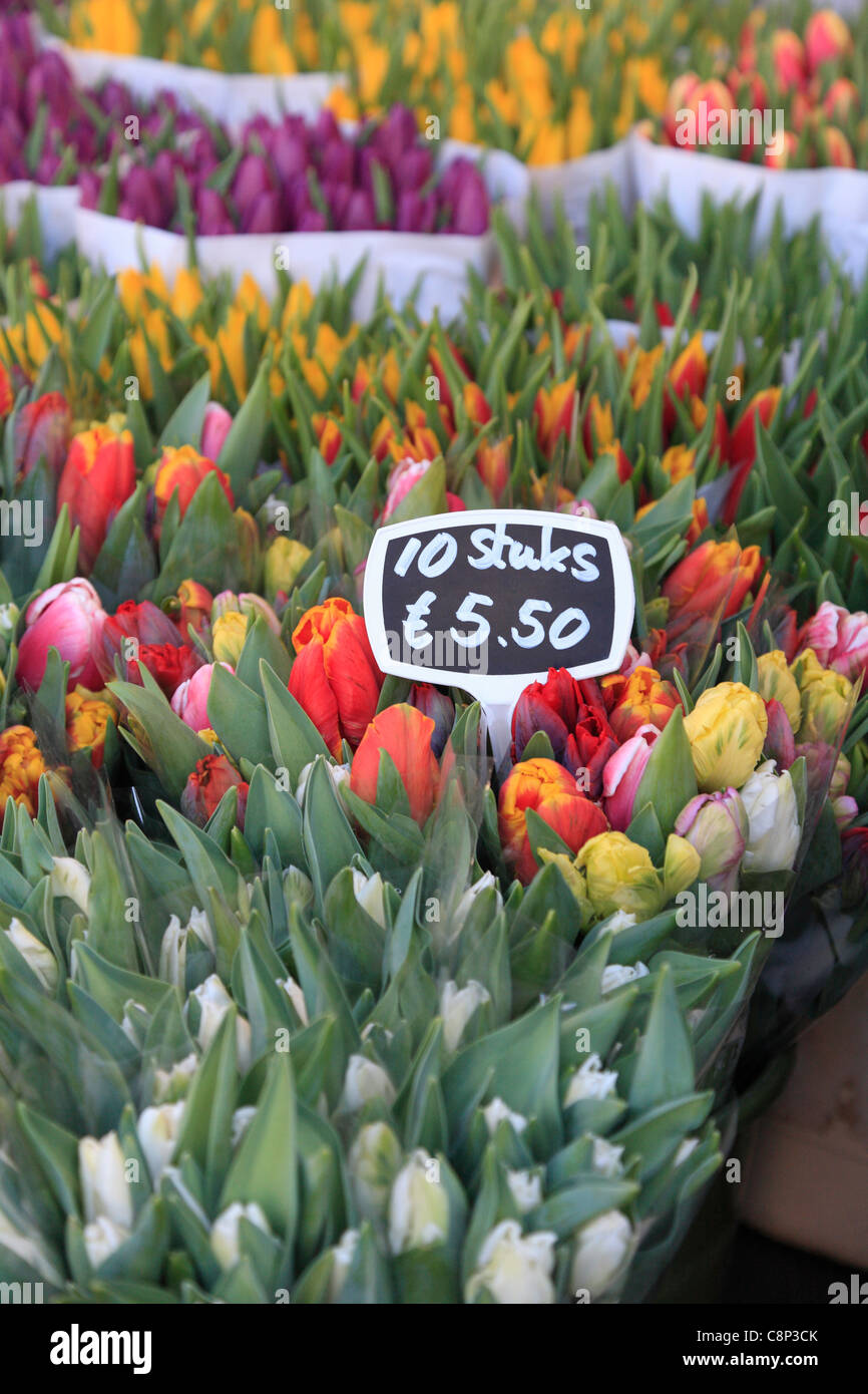 Bouquets of cut tulips for sale in Amsterdam flower tulip market