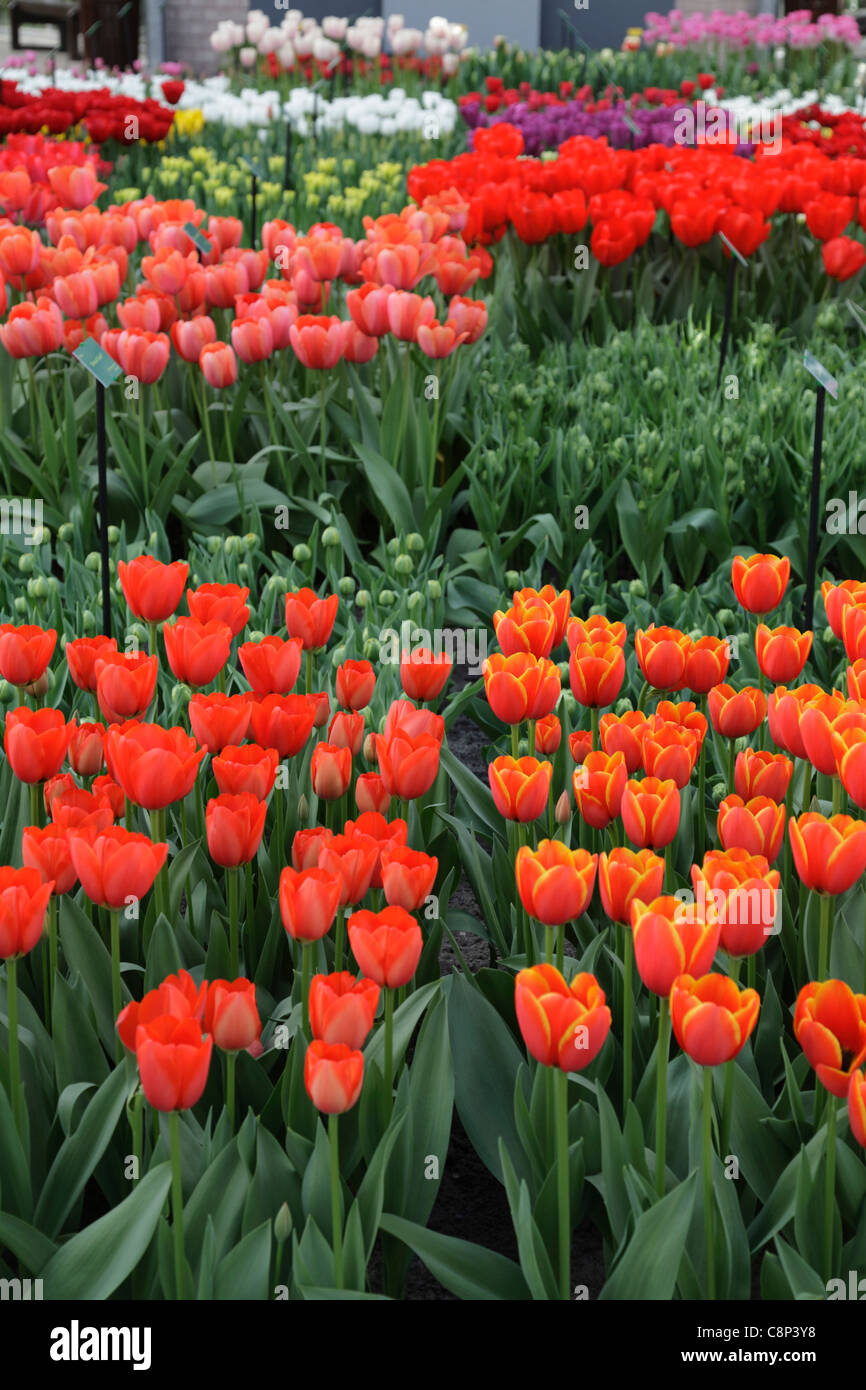 Tulips grown indoors at Holland's Keukenhof Garden specimens growing in greenhouses flower