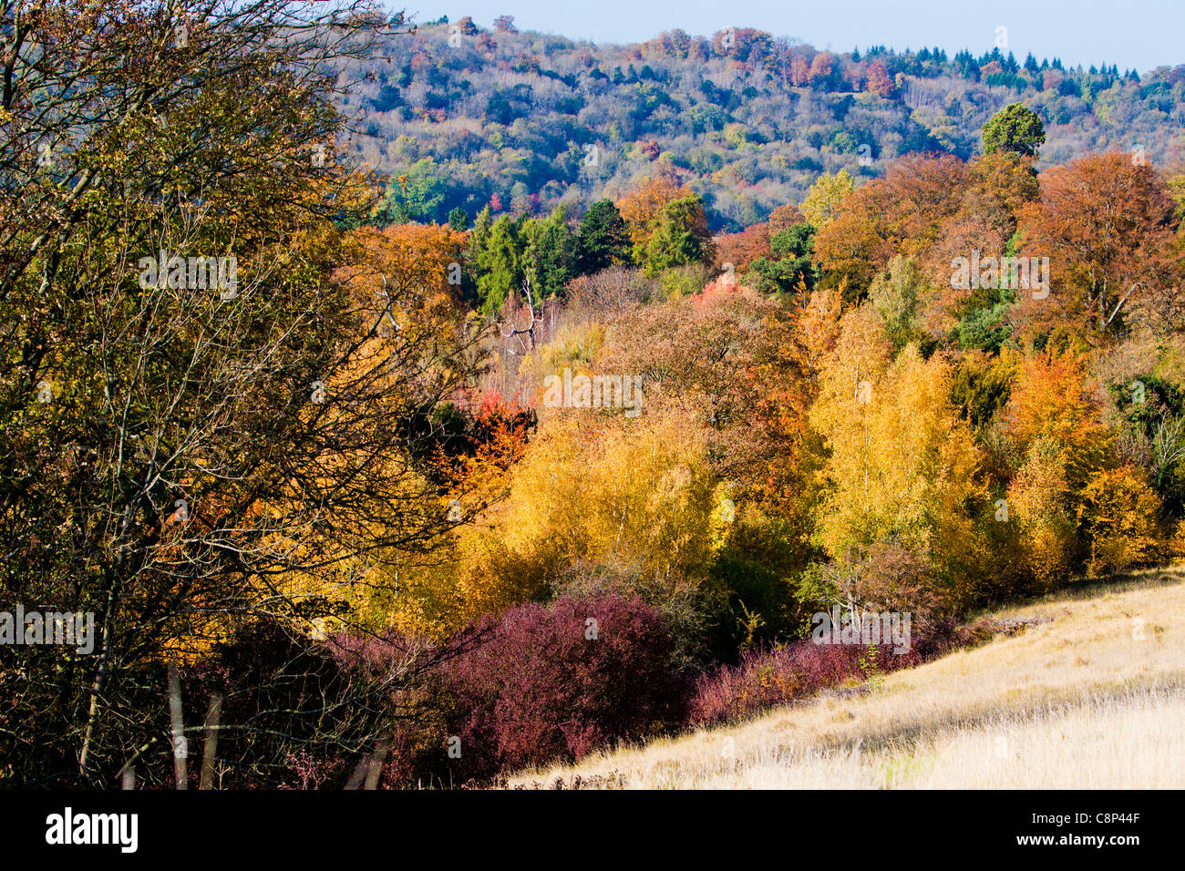 A Autumn view off Box Hill, Surrey Stock Photo
