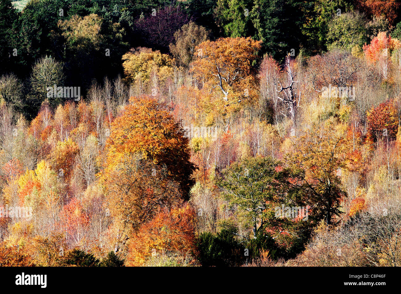 A Autumn view off Box Hill, Surrey Stock Photo