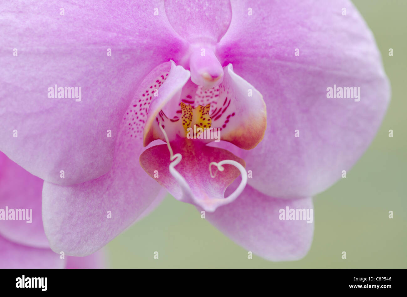 Phalaenopsis, Moth orchid Stock Photo