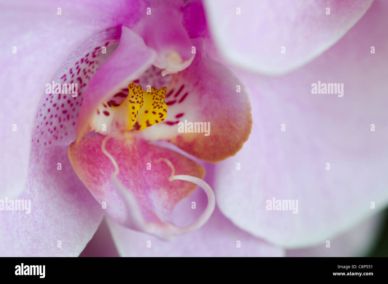 Phalaenopsis, Moth orchid Stock Photo