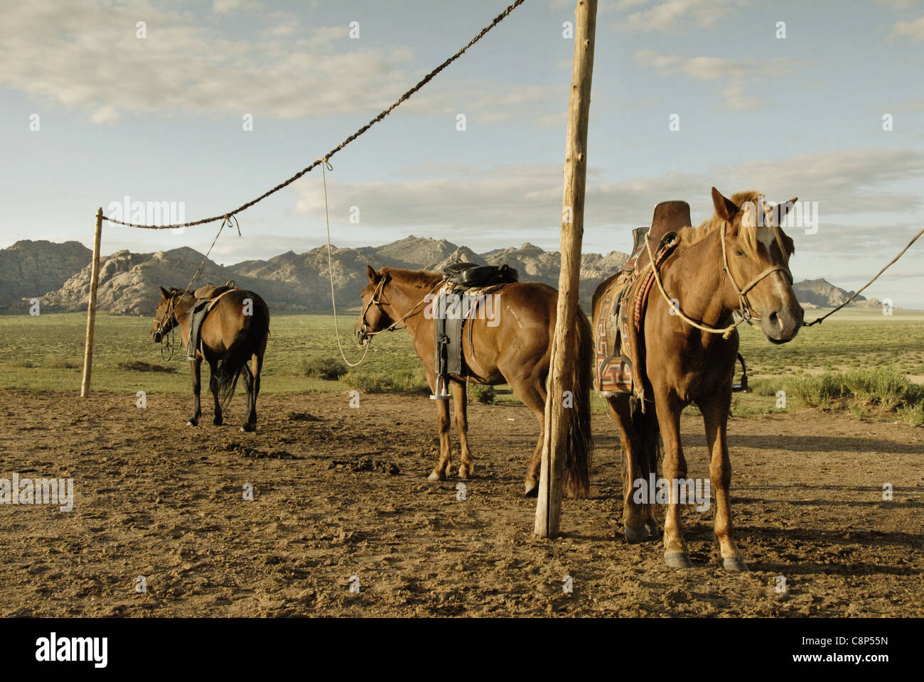 Bulgan camel hi-res stock photography and images - Alamy