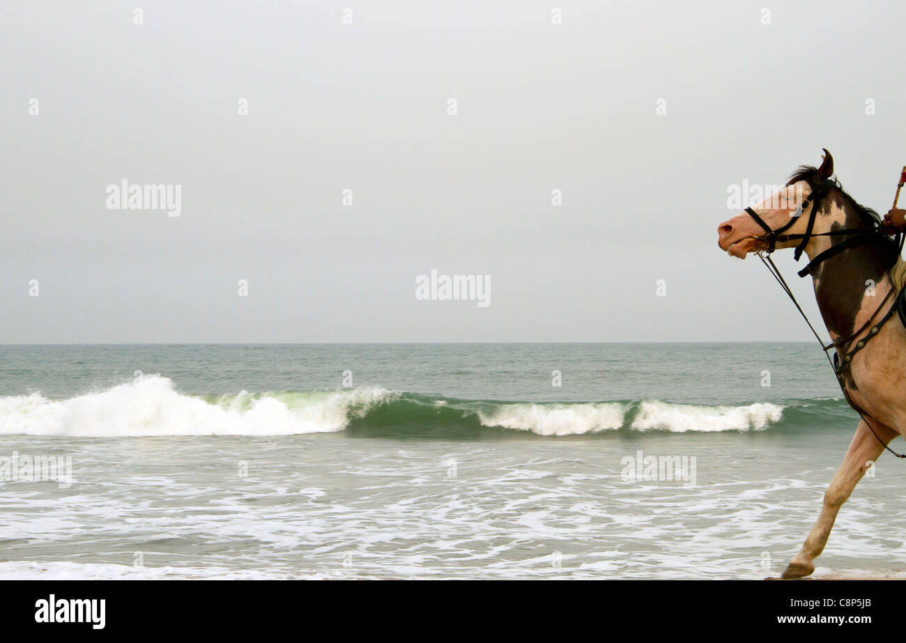 A man ride the horse up the beach Stock Photo - Alamy
