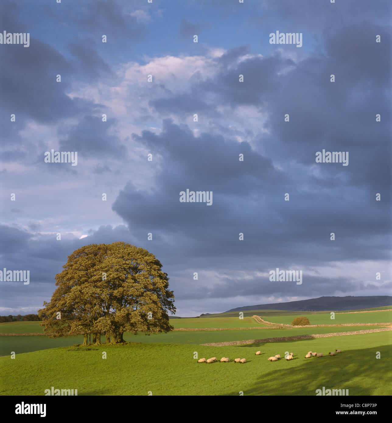 A flock of sheep in a Yorkshire Dales field with a copse of trees and with clouds above. Stock Photo