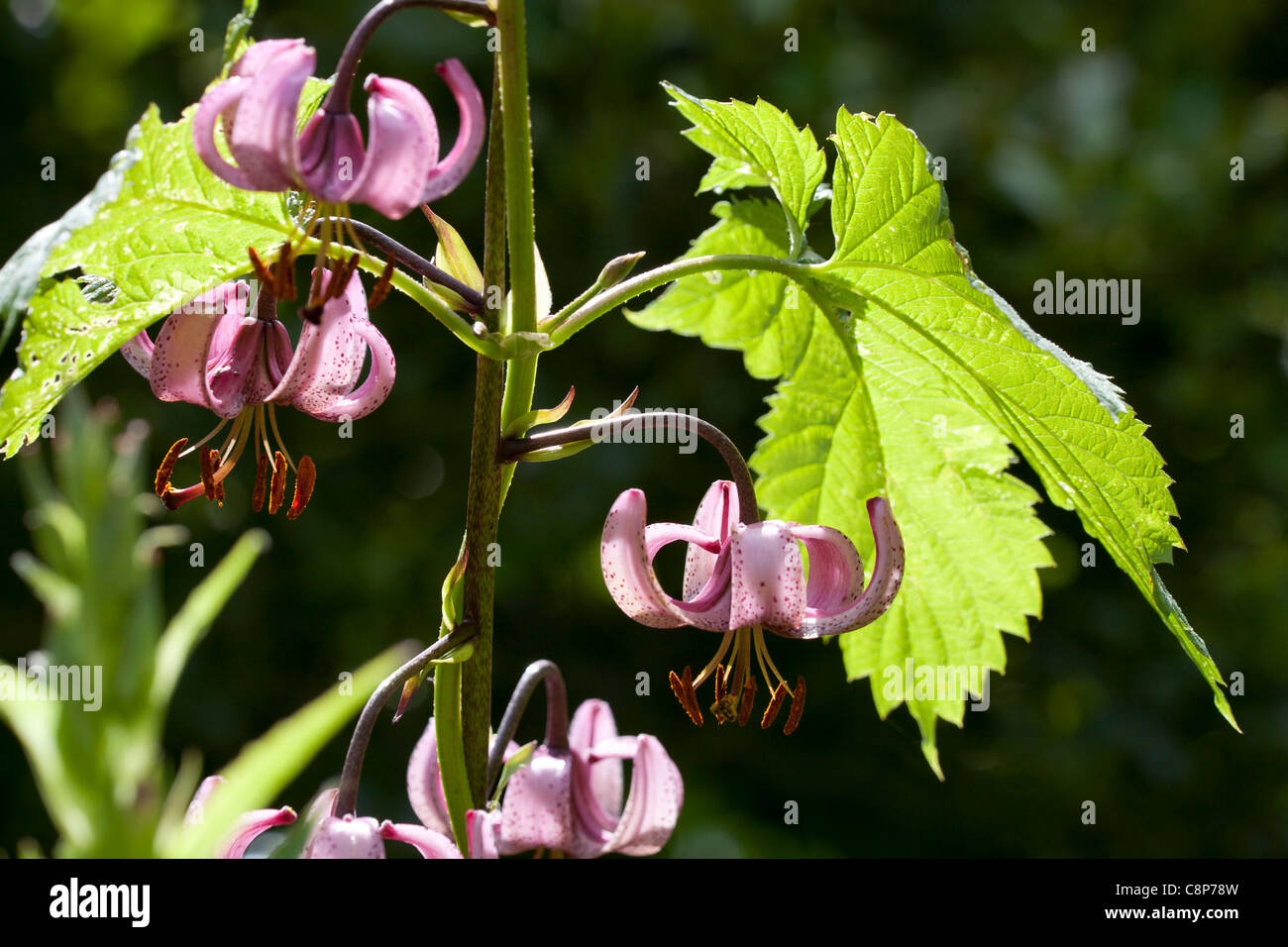 Close up of pink lily heads and leaves backlit by the sun Stock Photo