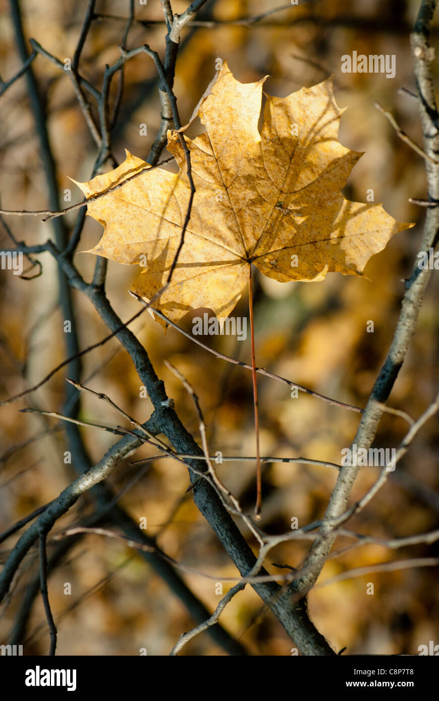 Dry maple leaf Stock Photo - Alamy