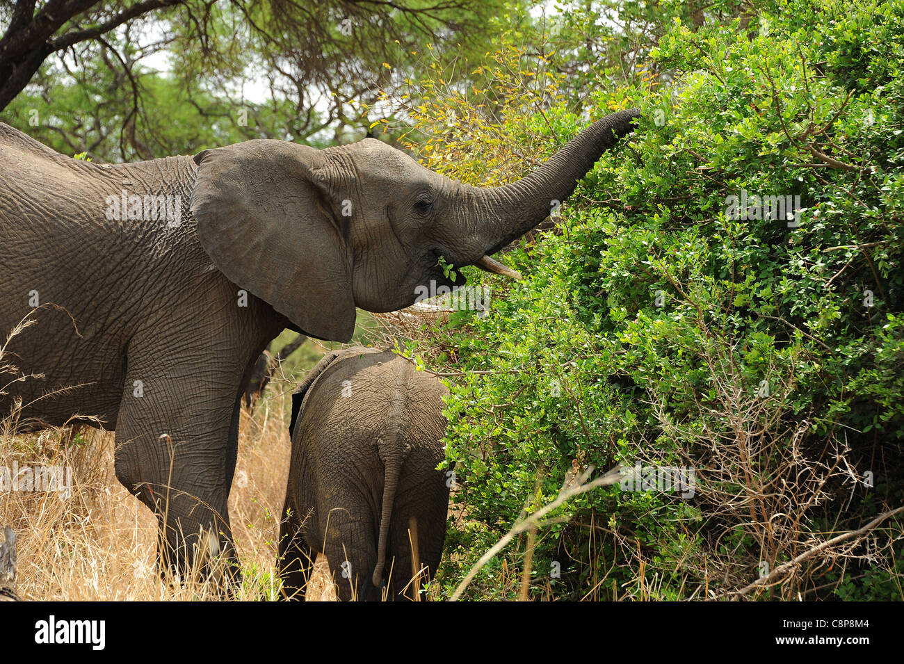 Elephants in Imire Safari Ranch, Zimbabwe, Africa Stock Photo