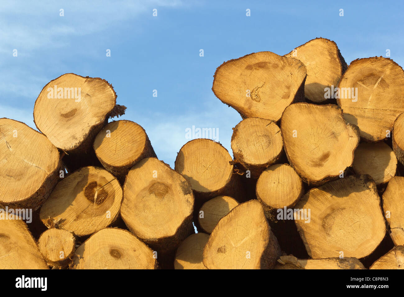 wooden logs Stock Photo