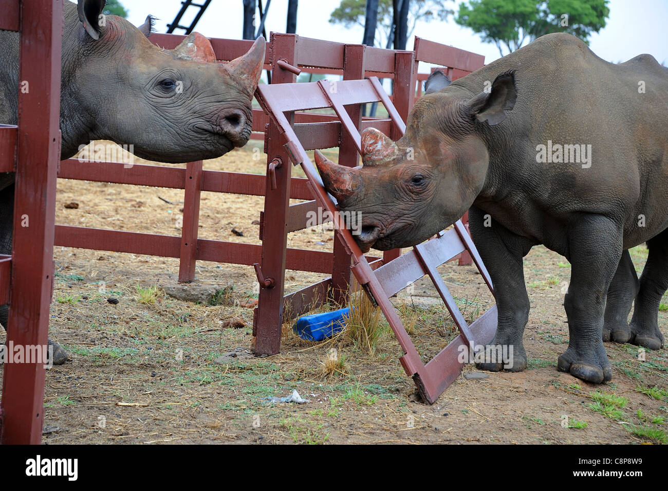 Black Rhinoceroses in Imire Safari Ranch, Zimbabwe, Africa Stock Photo