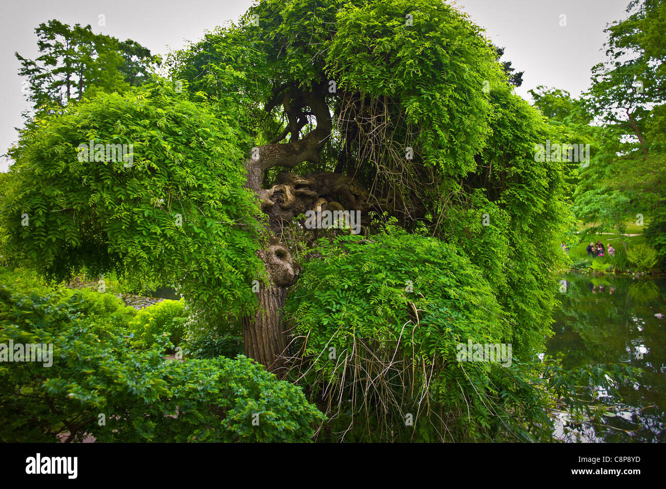 The Tree and its Neighbours, Sophora japonica Pendula Bagatelle Park Spring Stock Photo