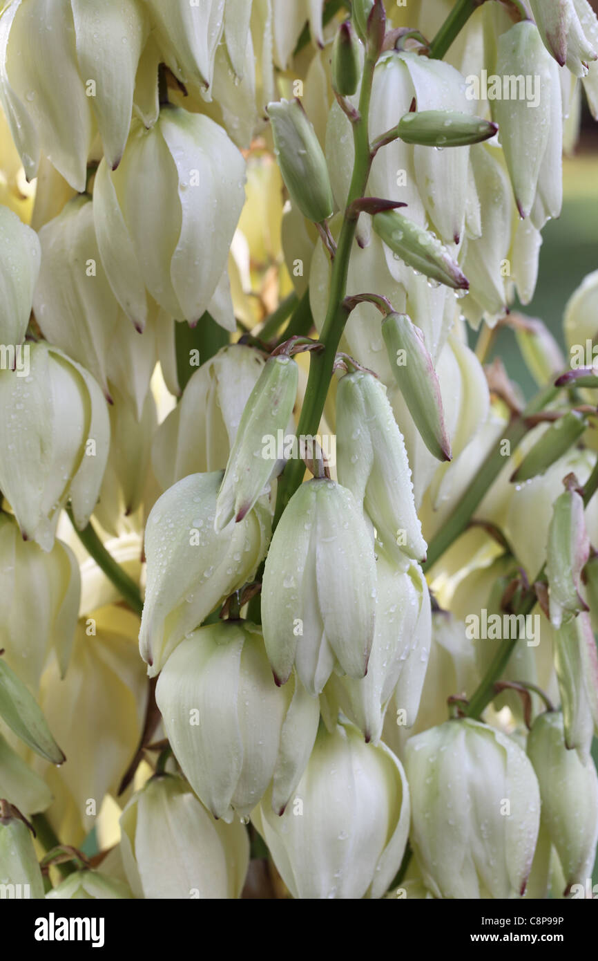 Close up of the cream flower spire of a Yucca Stock Photo