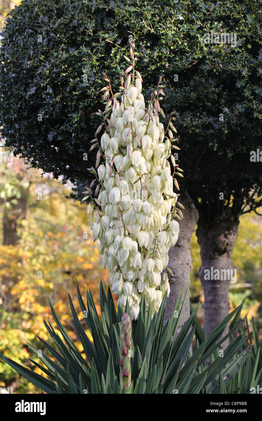 Close up of a Yucca in flower in an English garden Stock Photo