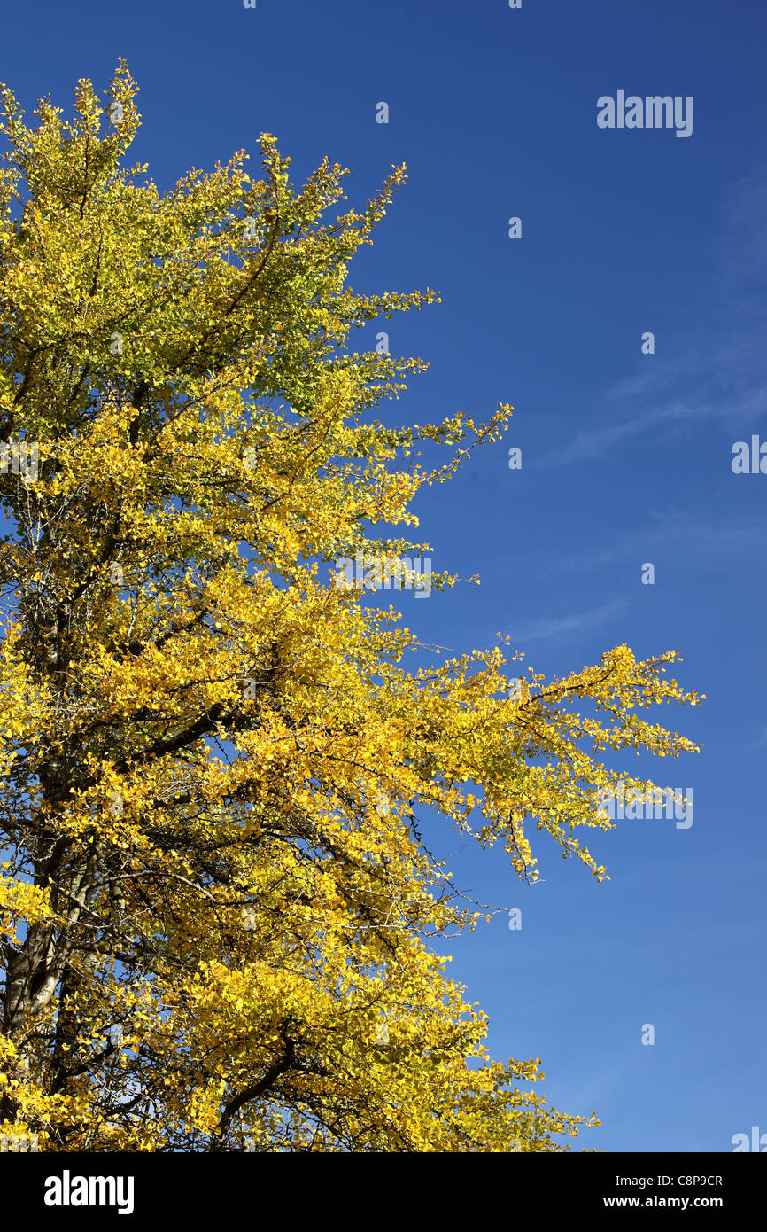 Bright yellow tree against a deep blue sky in Autumn Stock Photo