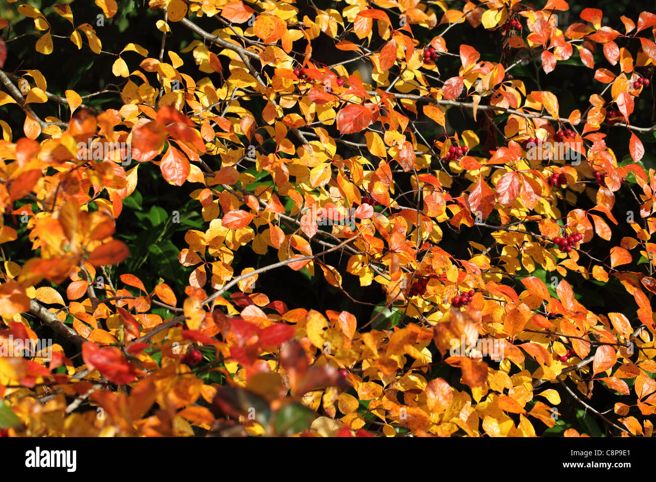 Close up of bright golden autumn leaves Stock Photo