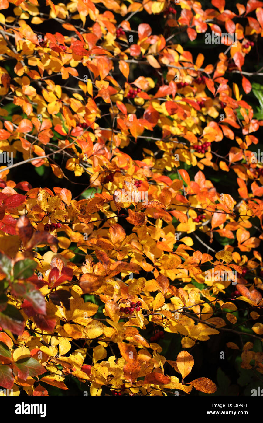 Close up of bright golden autumn leaves Stock Photo