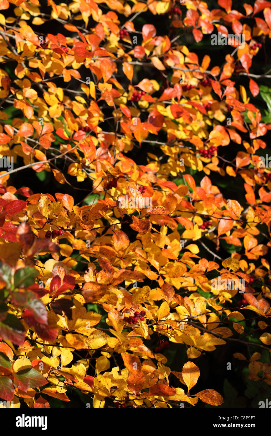 Golden colour leaves hi-res stock photography and images - Alamy