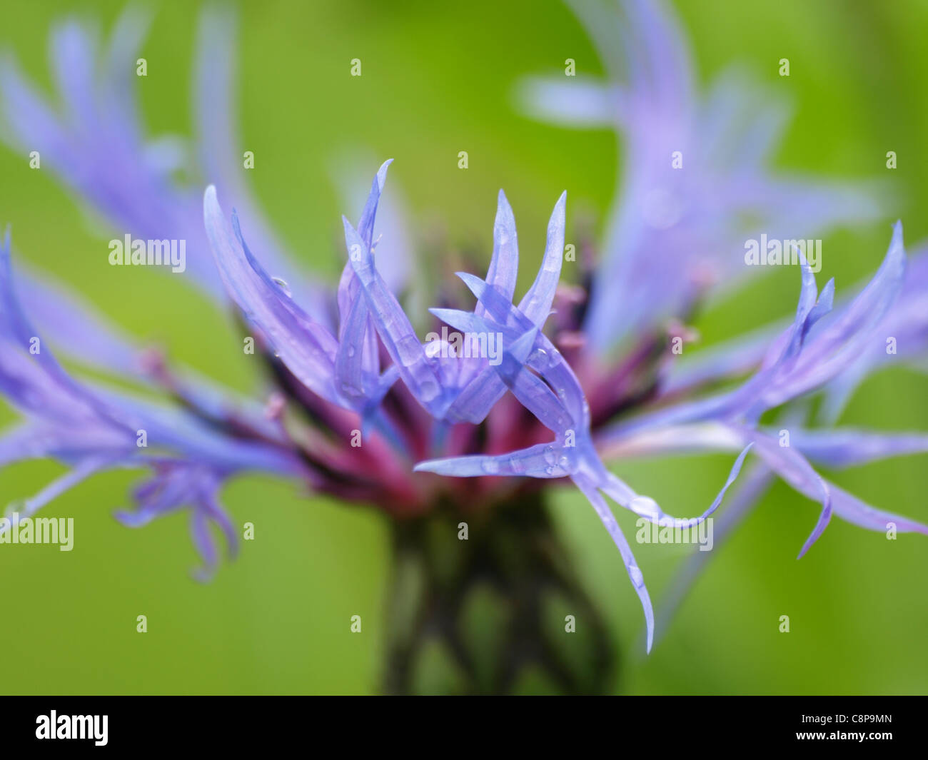 Perennial Cornflower / Mountain Cornflower / Centaurea montana / Bergflockenblume Stock Photo