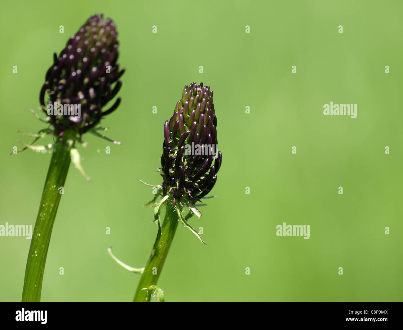 Close-up blooms from Roundheaded Rampion Round-headed Rampion / Phyteuma orbiculare / Kugelige Teufelskralle Stock Photo