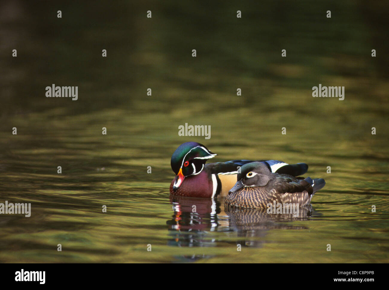 WOOD DUCK (Aix sponsa) mating pair on pond, western Oregon, USA Stock