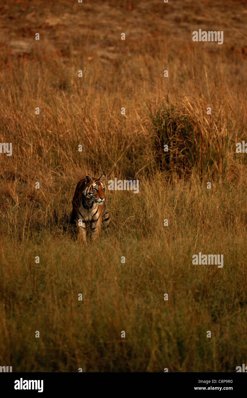 An observant tiger in a meadow Stock Photo