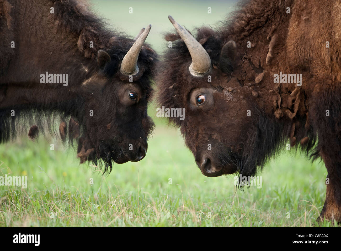 Two young bison (Bison bison)  square off, mimicking the bison rut to come, Yellowstone National Park Stock Photo