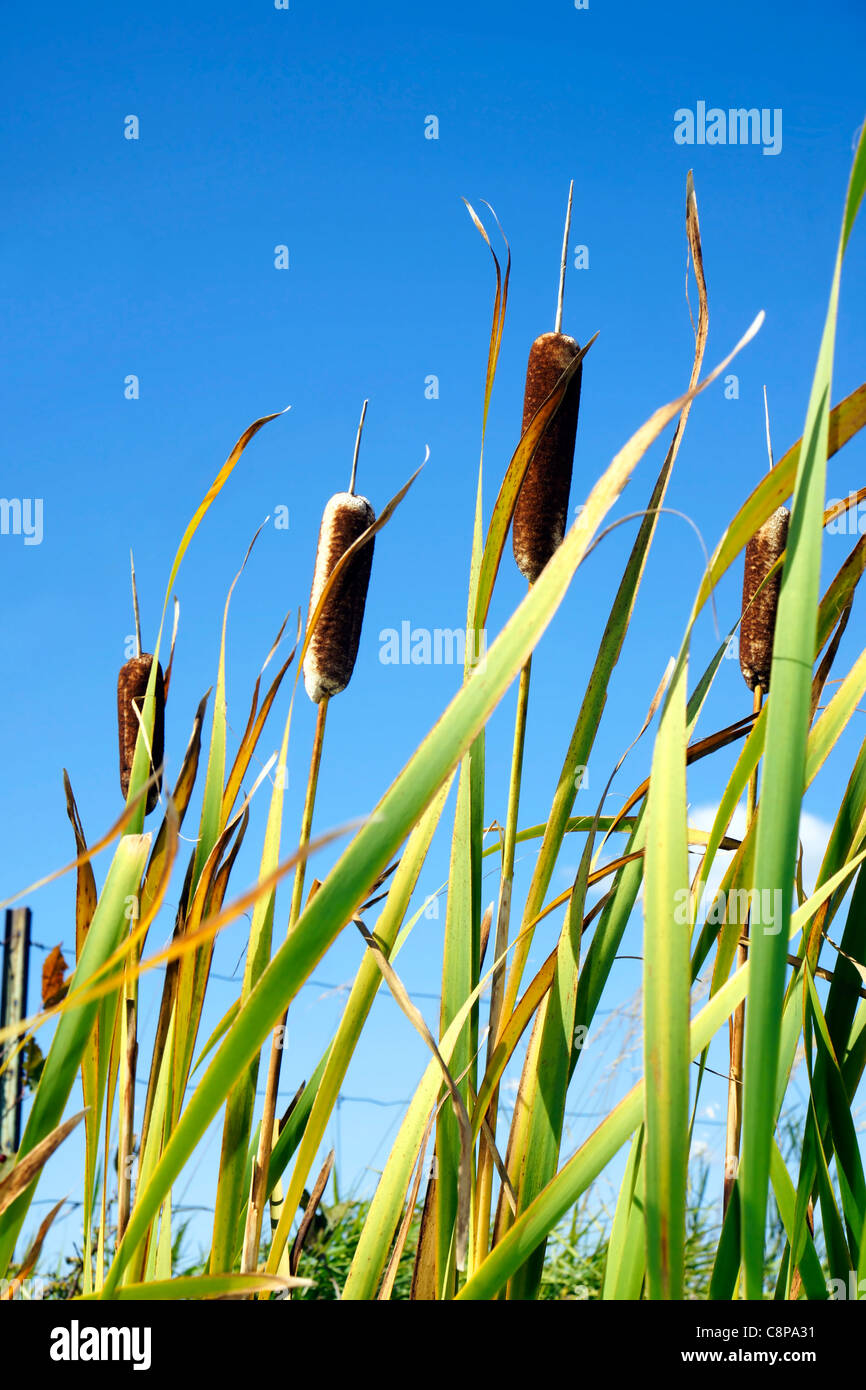 dating cattails