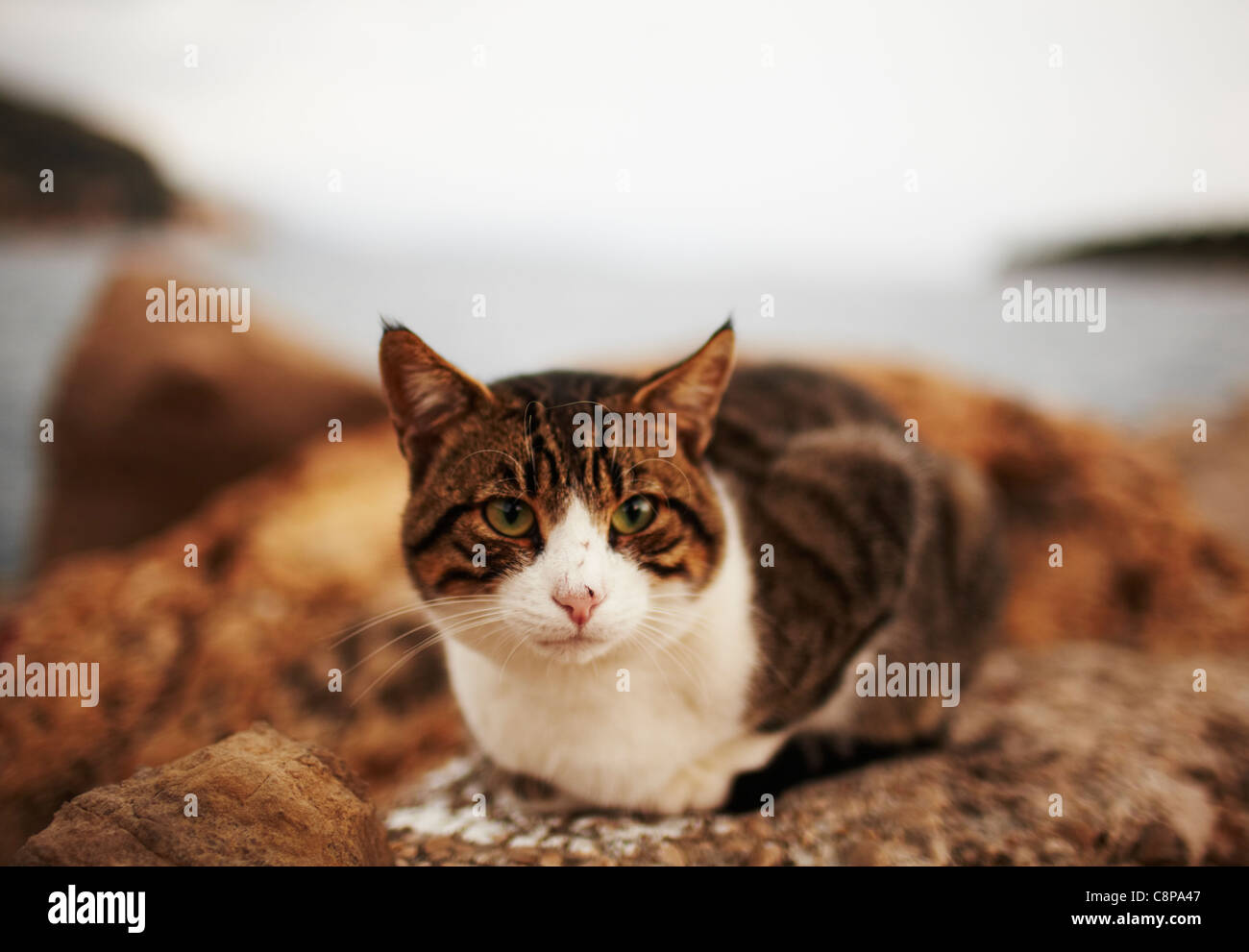 A cat by the sea Stock Photo