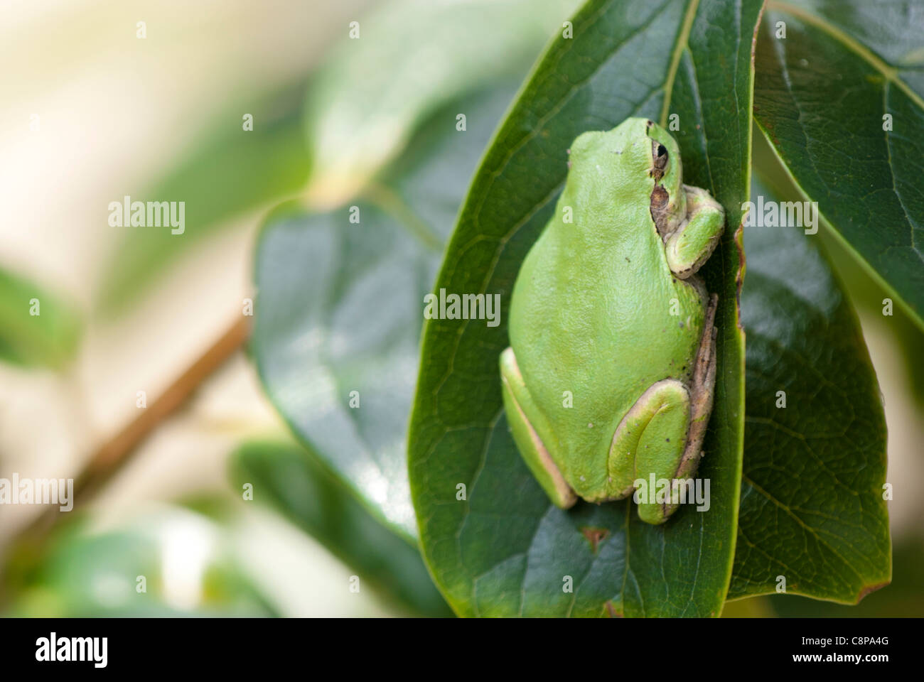 A Japanese Tree Frog Resting In The Day Waiting To Feed At Night