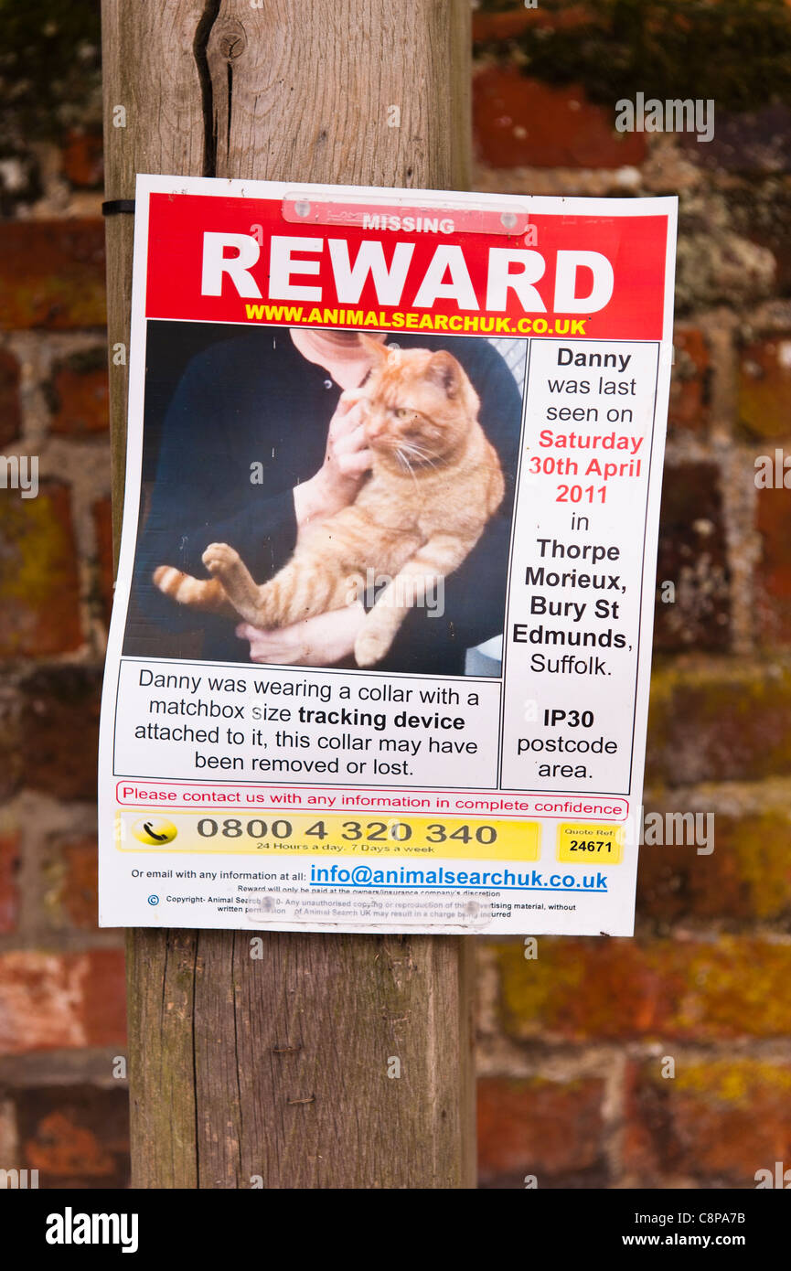 A reward notice for a missing cat by animal search UK in Lavenham , Suffolk , England , Britain , Uk Stock Photo