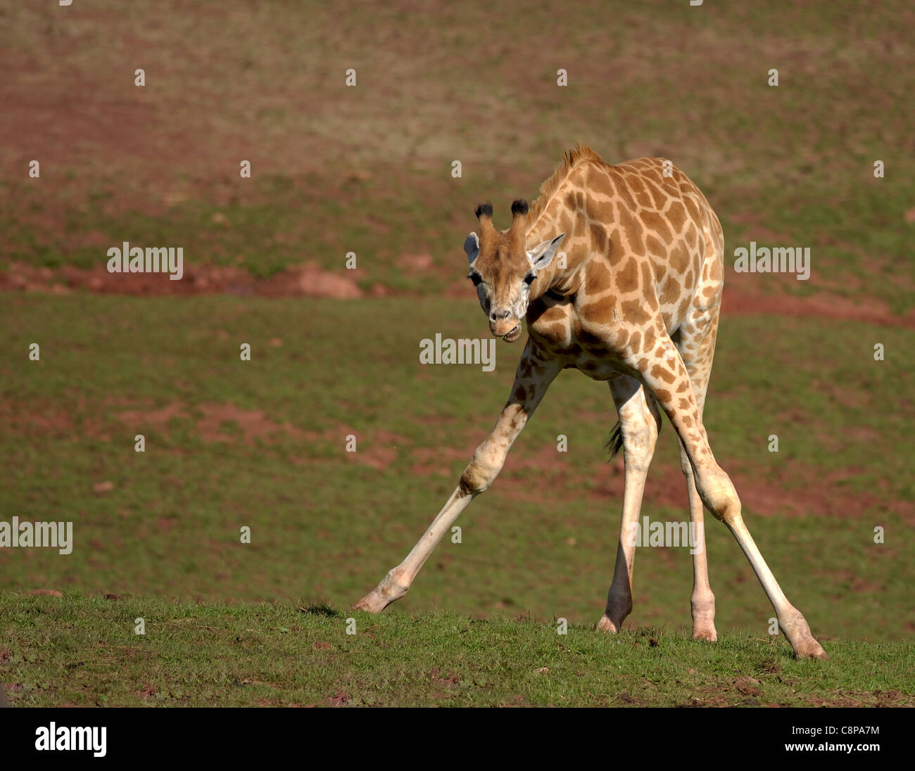 Young Giraffe at South Lakes Animal Park Stock Photo