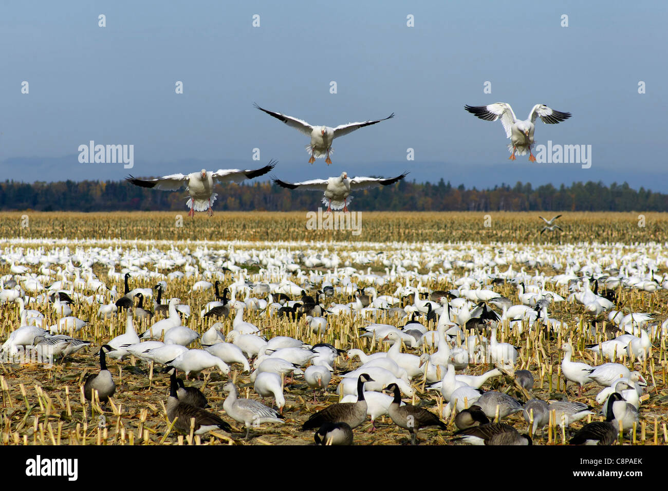 Migration of snow and Canadian geese as they land to rest and feed in a