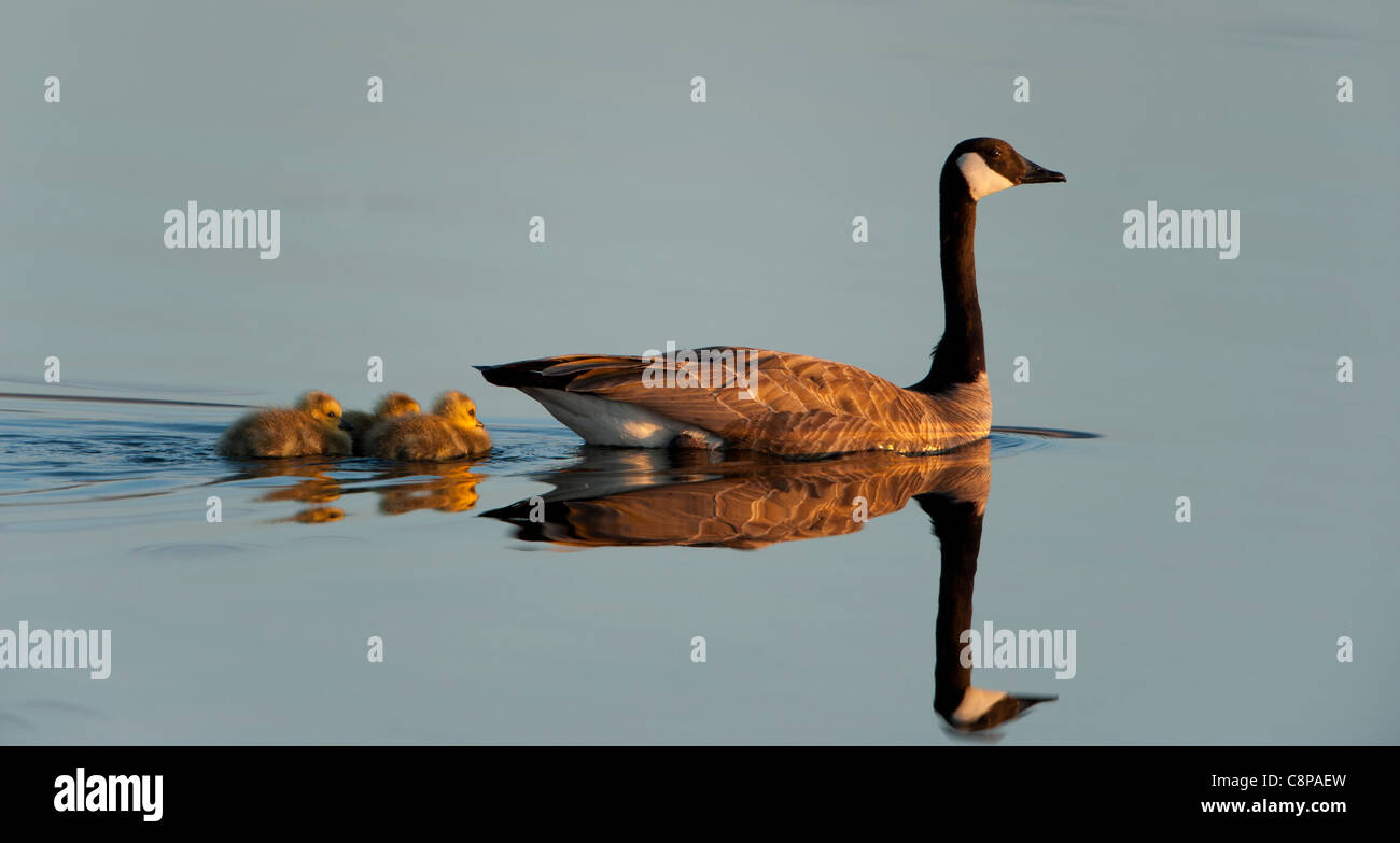 A Canada Goose (Branta canadensis) escorts her goslings on an evening tour of their pond, Western Montana Stock Photo