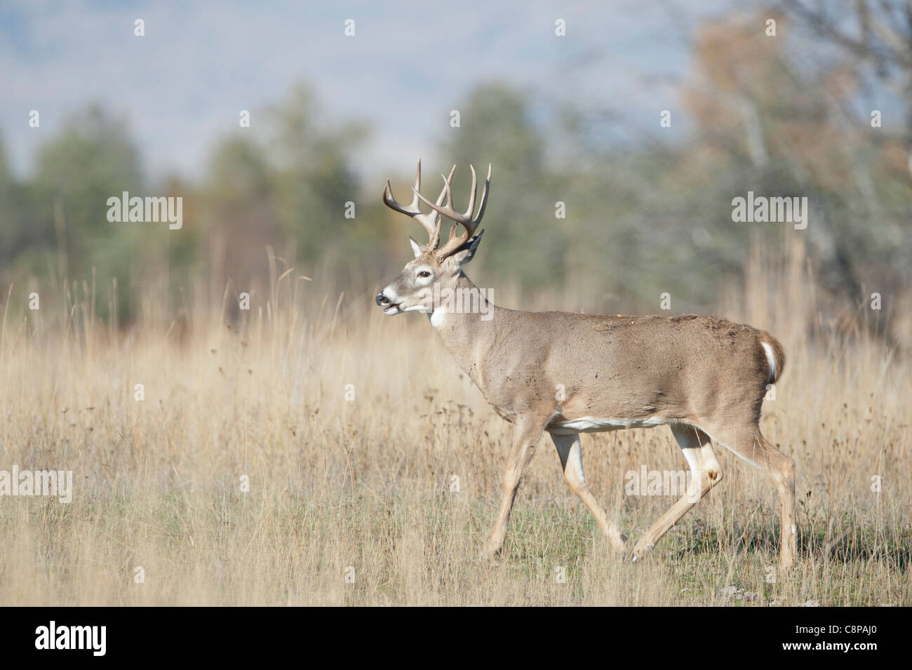 Whitetailed Deer Buck Odocoileus virginianus Western Montana Stock
