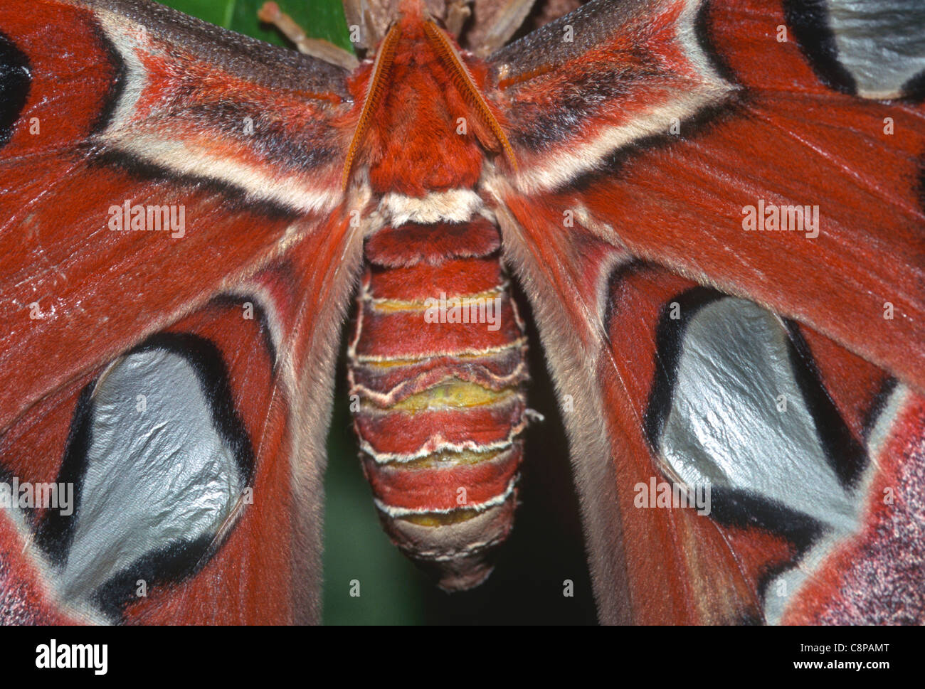 ATLAS MOTH (Attacus atlas), close up detail of body and wings, largest moths in the world, native to southeast Asia Stock Photo