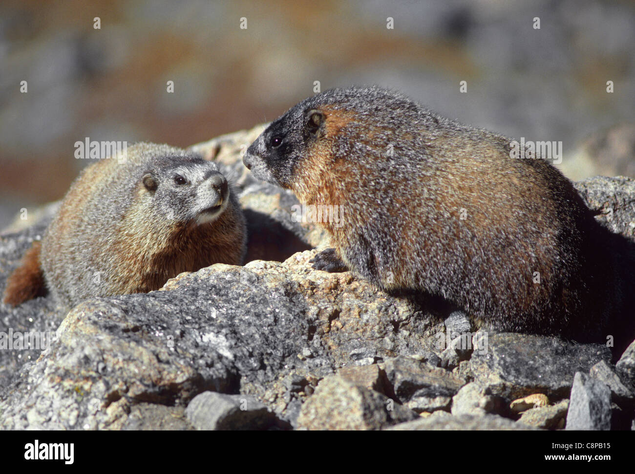 YELLOW-BELLIED MARMOT (Marmota flaviventris) pair on rocks, Rocky Mountain National Park, Colorado, USA Stock Photo