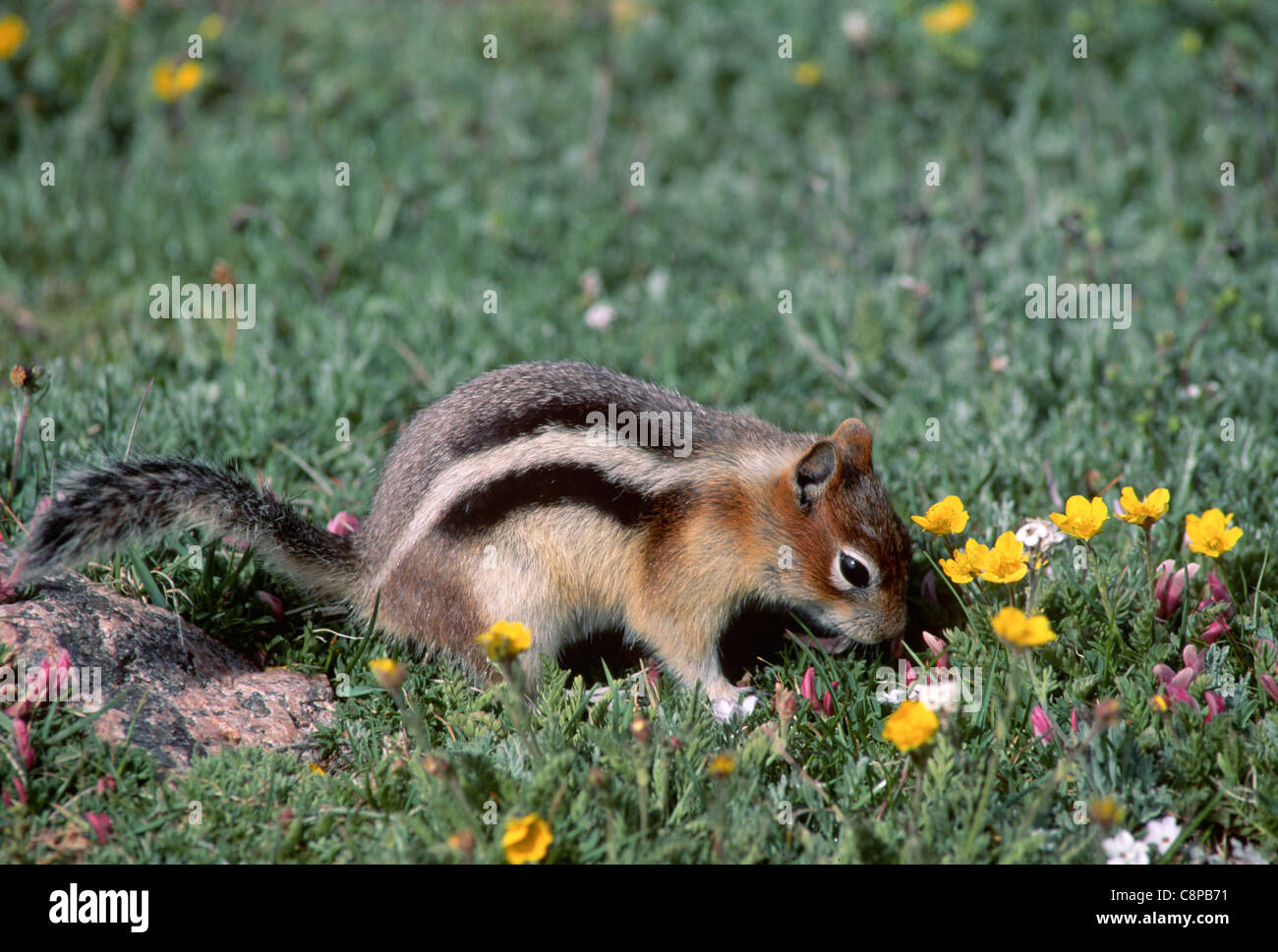 GOLDEN-MANTLED GROUND SQUIRREL (Callospermophilus lateralis) among flowers, Rocky Mountain National Park, Colorado, USA Stock Photo
