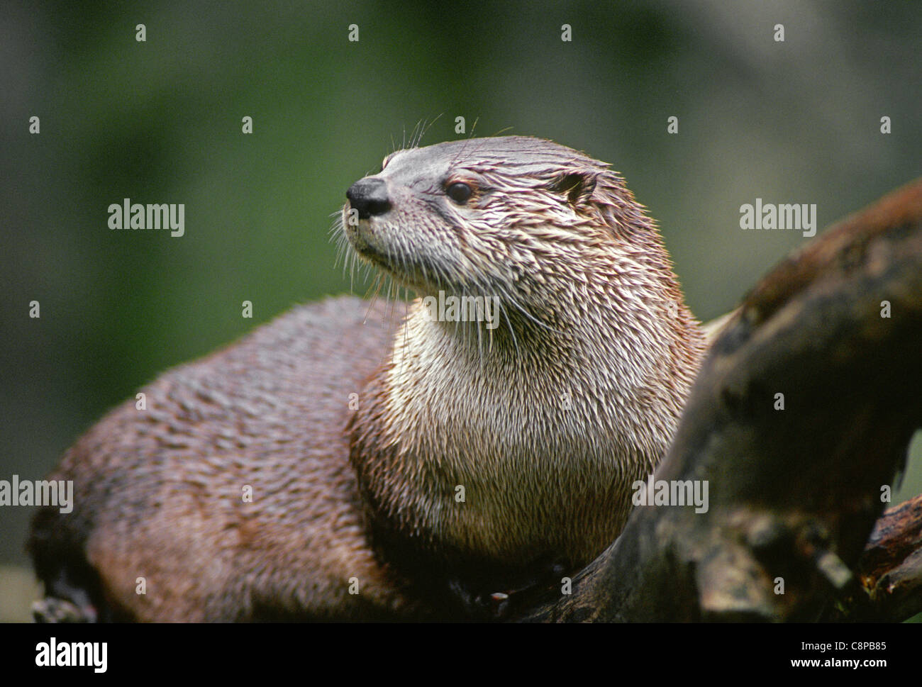 NORTH AMERICAN RIVER OTTER (Lutra canadensis), western Washington, USA Stock Photo