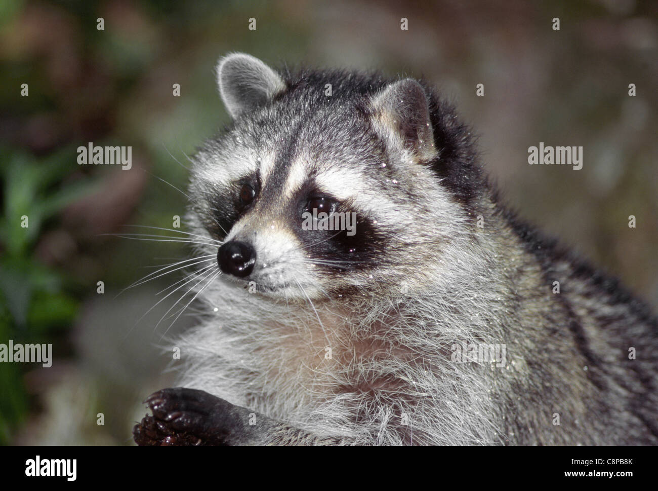 RACCOON (Procyon lotor) foraging, western Washington, USA Stock Photo ...