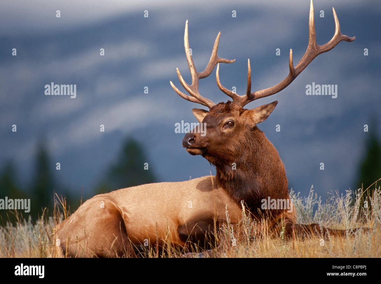 ROCKY MOUNTAIN ELK (Cervus canadensis nelsonii) bull in peak shape for fall, Yellowstone National Park, Wyoming, USA Stock Photo