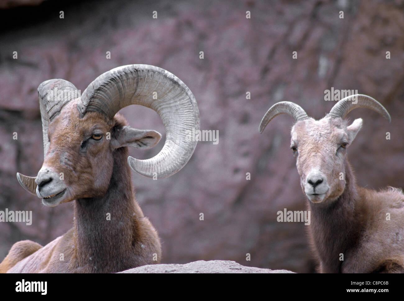 DESERT BIGHORN SHEEP (Ovis canadensis nelsoni) ram (male) and ewe (female), southern Arizona
