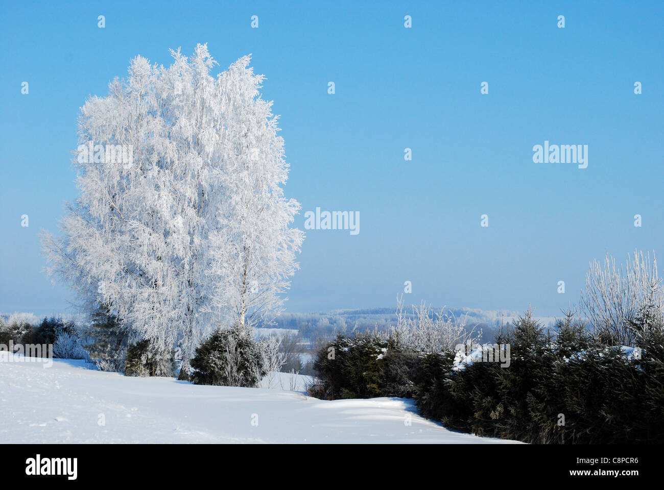 birch branches covered with snow at winter in open landscape Stock Photo